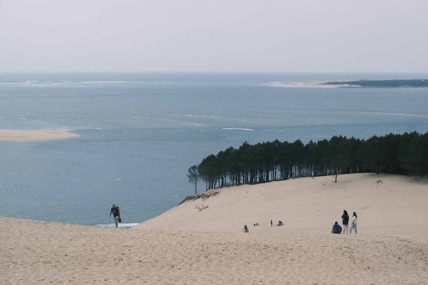 La dune du Pilat et la forêt de pins vues du sommet