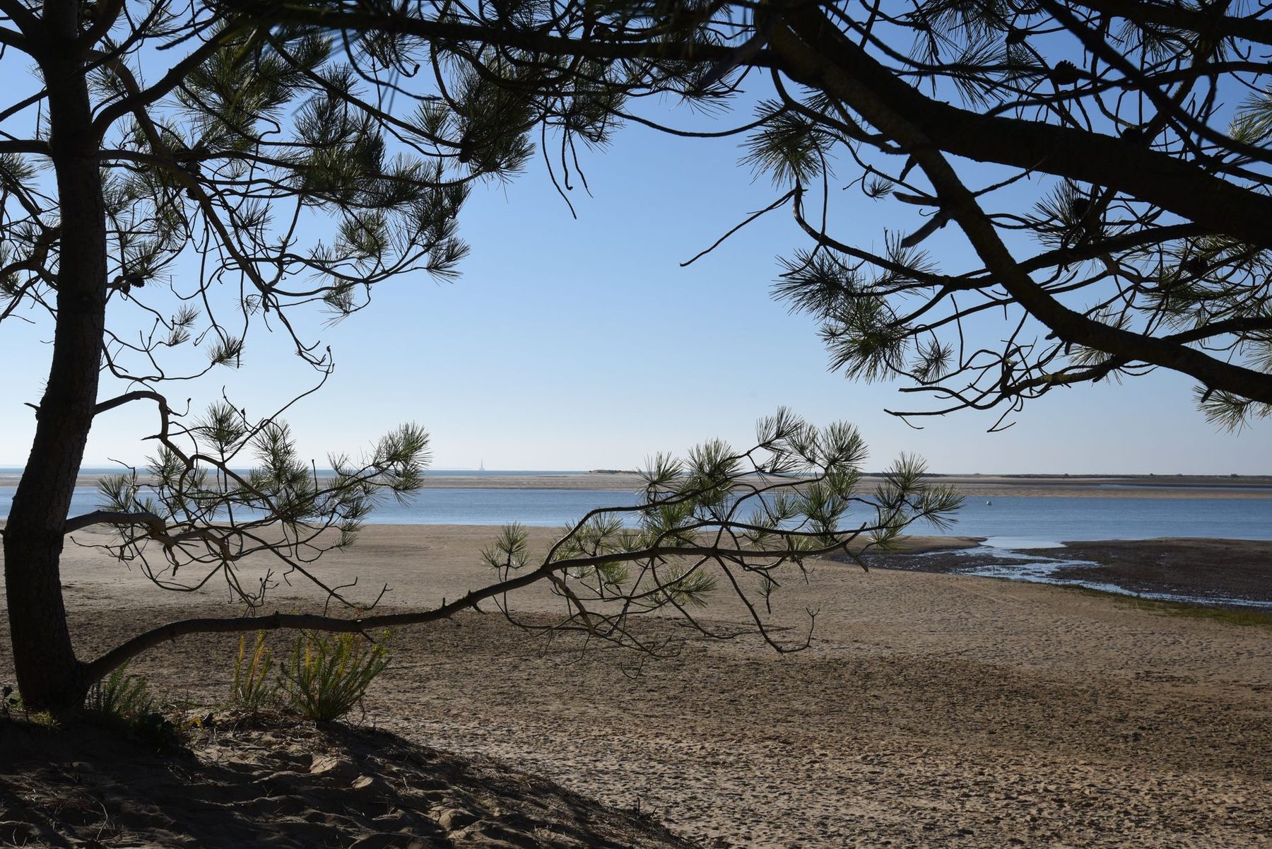 Marée basse au pied d'un pin, tôt le matin